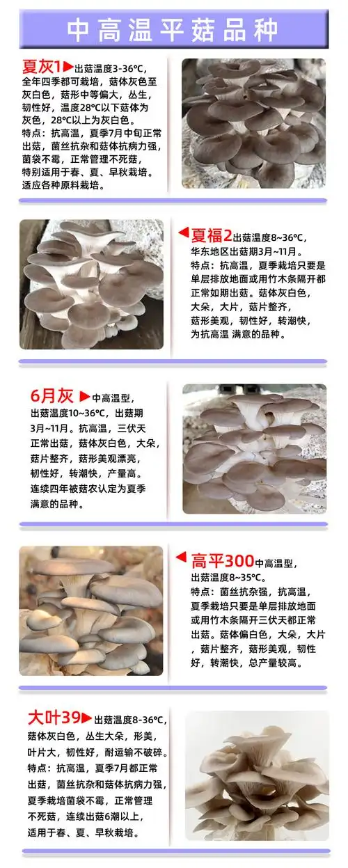 包装规格【原种】平菇-3802秋冬季品种,【原种】平菇-3806秋冬季品种
