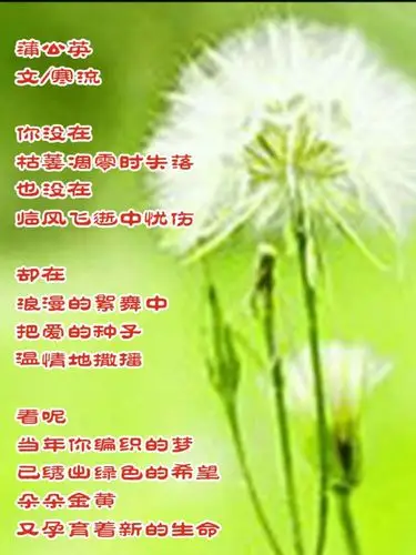 《品味水云间》系列群 方圆百字内现代同题诗第130期c集《蒲公英》