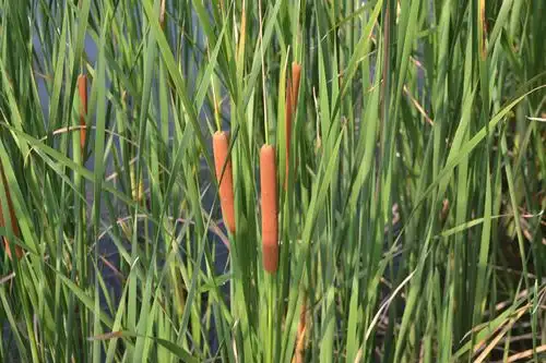 今天拍到了蒲棒