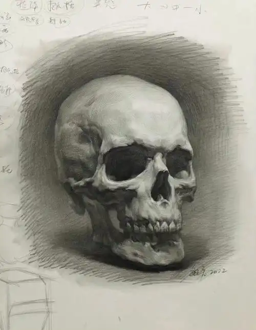 赶紧保存学习起来#美术生  #速写人物  #素描头像  #头骨