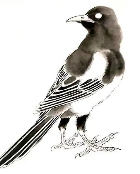 "画"说喜鹊丨工笔喜鹊的技法