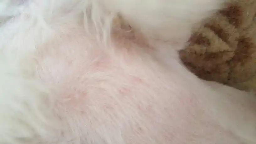 请问各位朋友,我家狗身上这是长螨虫了么?