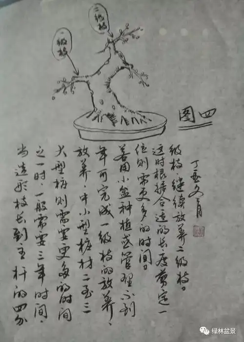 五张傻瓜图片教你怎样识别树桩盆景的一二三级枝并养好这些枝