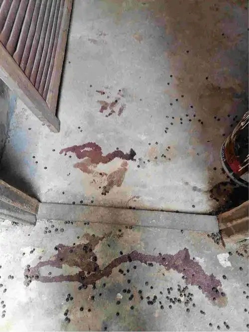 您好我家的兔子生了现在在地上应该怎么办并流了很多血大兔子的血