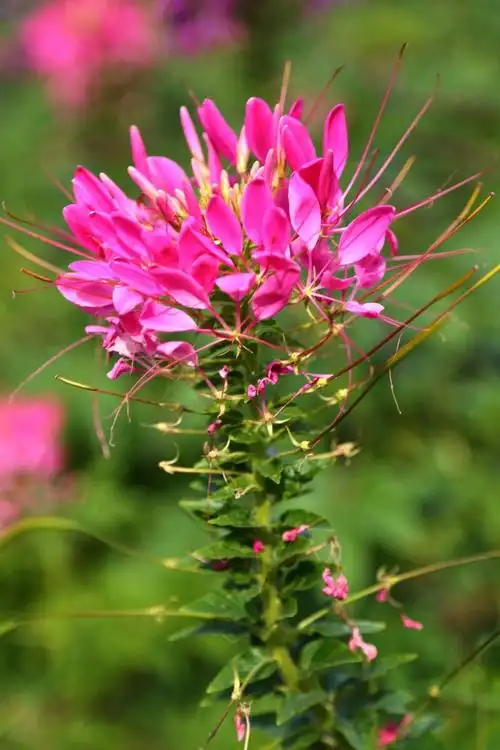 【醉蝶花摄影图片】生态摄影_太平洋电脑网摄影部落