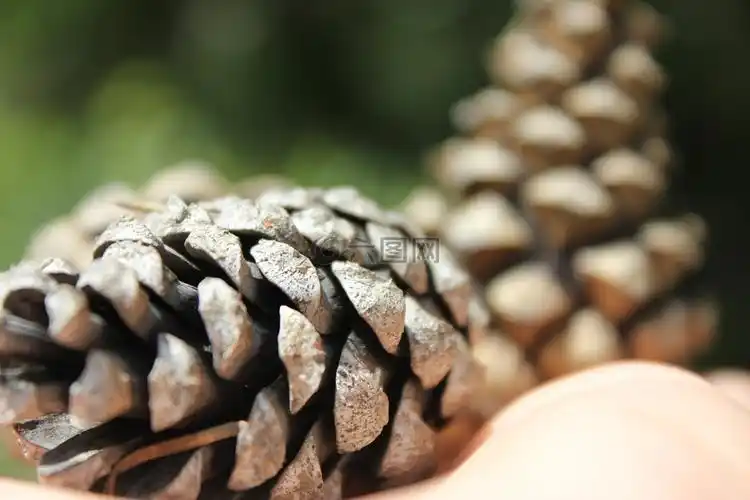 锥状细胞,森林,性质