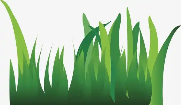 关键词 : 麦苗,大麦苗,小麦苗,青麦苗,燕麦苗,大麦苗粉,卡通麦苗,金色