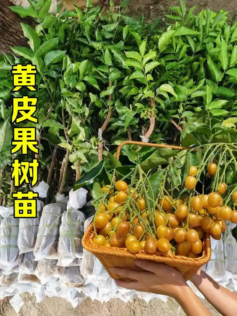 黑金刚黄皮果树苗来啦!带土带叶新鲜发货,无论是房前屋后的小空地