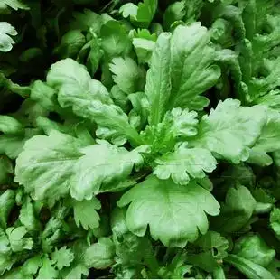 大叶茼蒿种子高产春季四季播皇帝菜耐热夏季秋季耐寒农家田园蔬菜