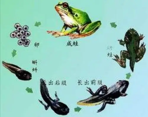 青蛙的成长过程图片