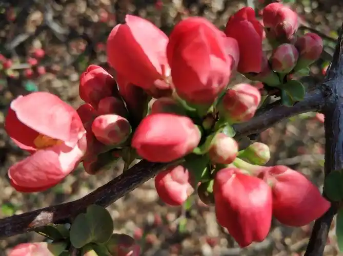 花如胭脂 贴梗海棠!