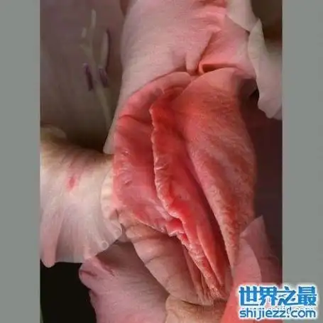 个美女的裤子,去给你拍摄现实中的女人私处图片,下面是女人私处平面图