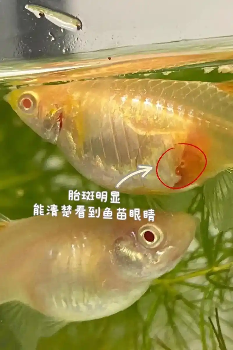 孔雀鱼繁殖临产前兆图文/孔雀鱼繁殖前隔离