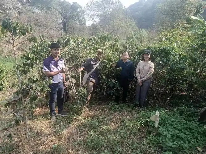 此外,学院陈治华教授与金荣华副教授为清迈大学师生开展了《咖啡种植