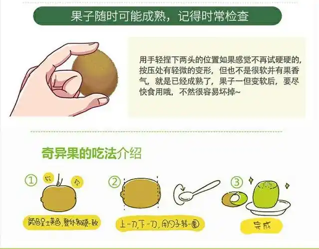 采用两头轻轻捏,鼻子闻果香的方式,判断猕猴桃是否成熟.