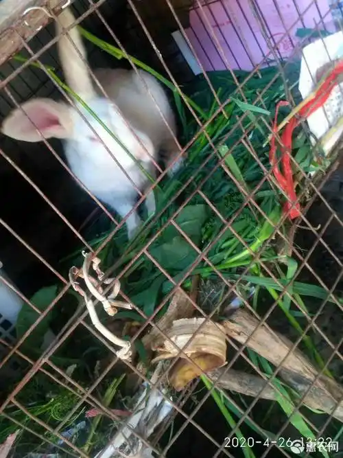 花巨兔 大耳白孕兔,一月一窝大耳白包邮