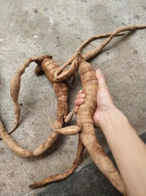 [牛大力批发]野生小叶甘草牛大力价格48.00元/斤 - 一亩田