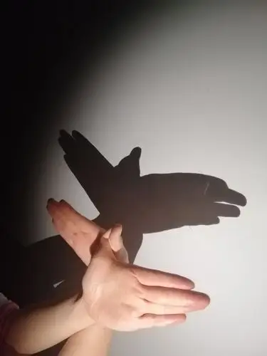 试着创编出手影故事,完成手影表演