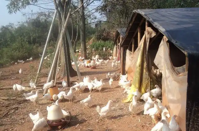 农村散养鸡舍原来是用这些东西建的,快来看看吧!