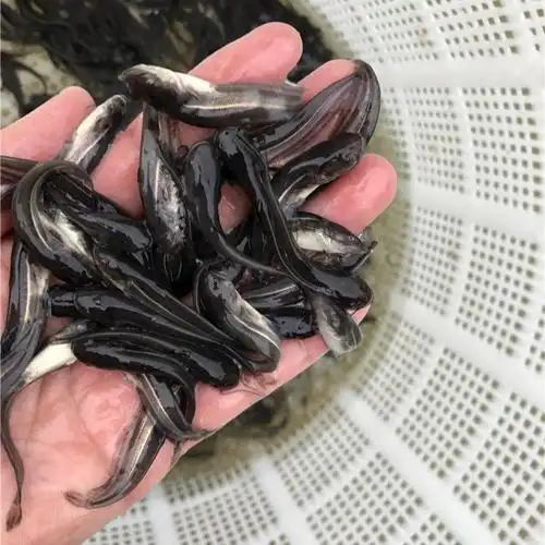 长期供应大口鲶鱼苗杂交大口鲶鱼苗土鲶鱼苗批发销售