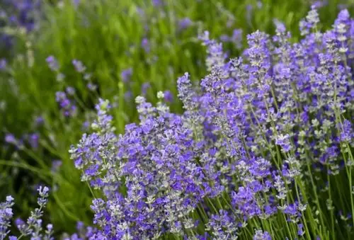 我相信你一定会来接我回去 薰衣草唯美图片