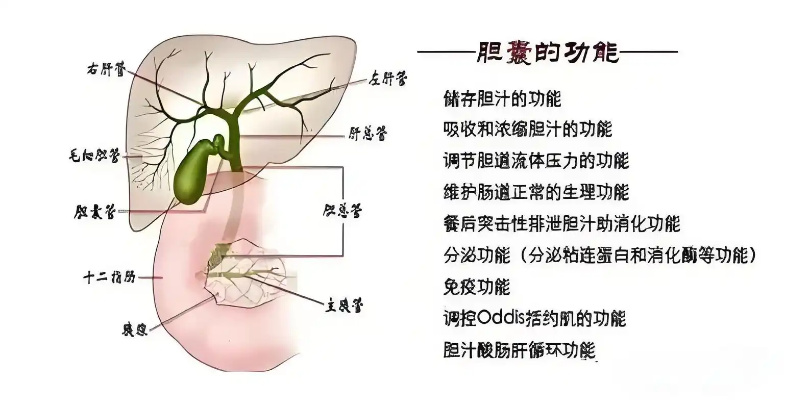 胆囊的形态和功能是什么