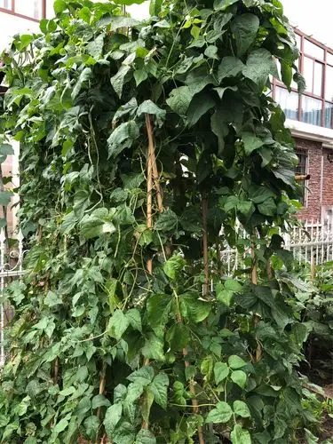 刀豆今年丰收了