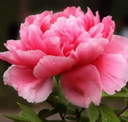 牡丹花寓意,花语