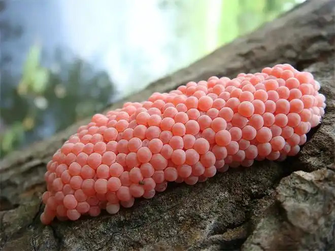 夺命福寿螺一口吞进六千只寄生虫印度人却当成香饽饽每顿都吃