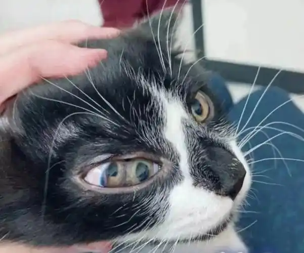 猫界惊现三只眼网友二郎神下凡历劫来了