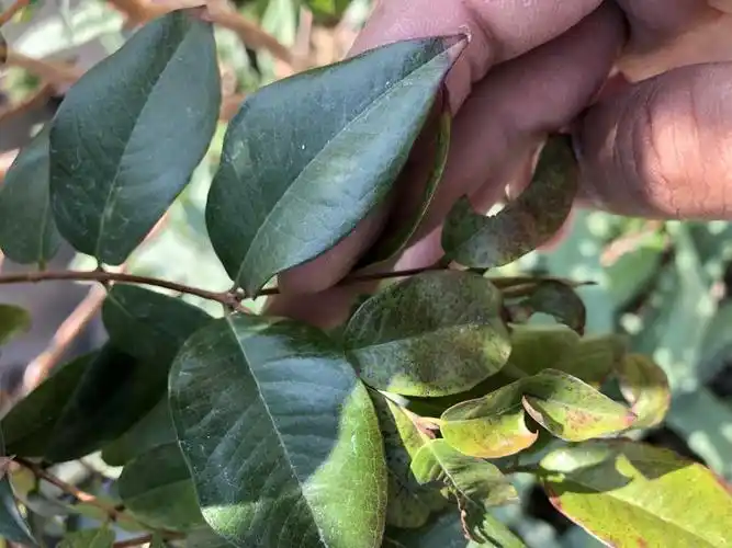 嘉宝果叶子怎么了