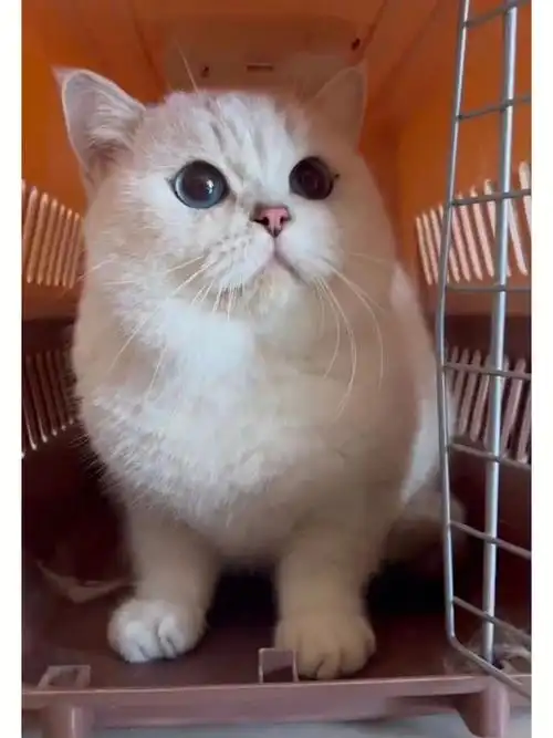 银点弟弟这么可爱都不看一眼吗