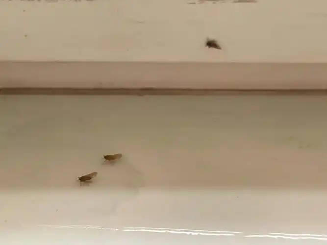 什么虫我家厕所今晚估计上百只…水池估计就有四五十只,屋顶墙壁都是