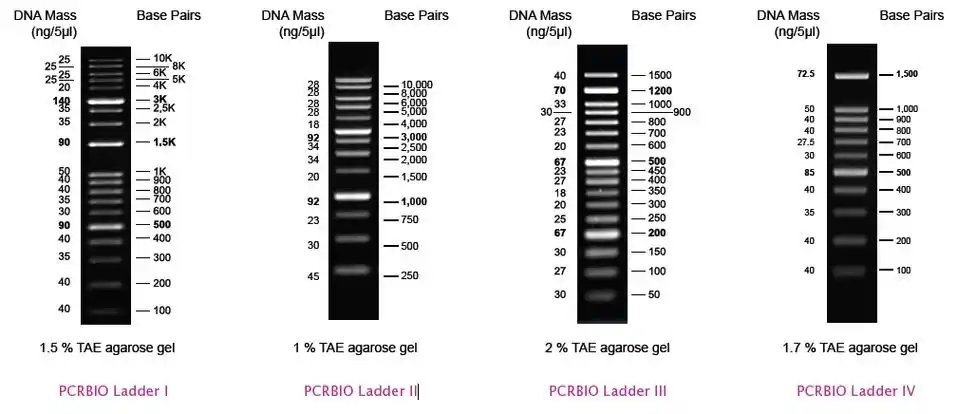 * dna标记(准备负载和室温稳定) ~pcrbioladder i (dna marker - 100