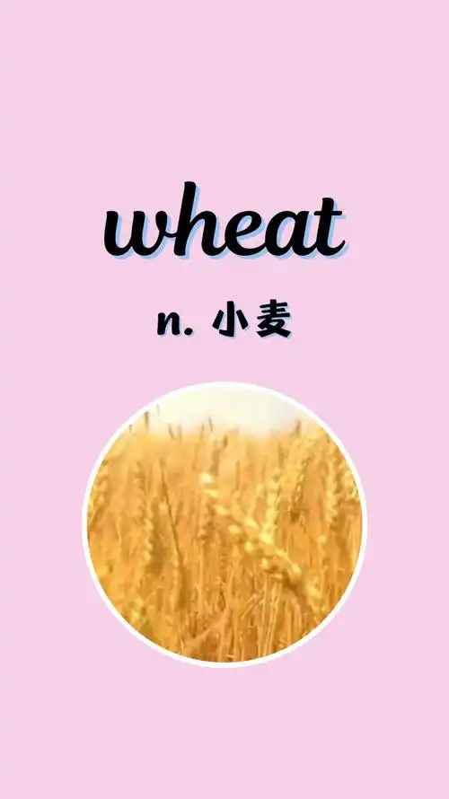 入门必背英语单词712wheat