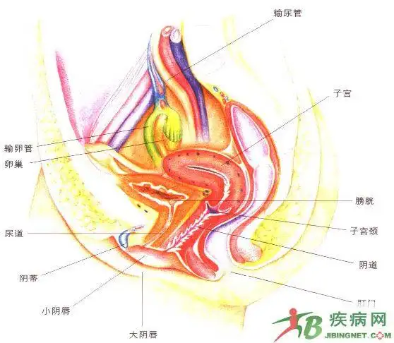 女性右下腹部解剖图