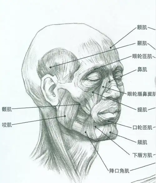 美术高考画素描头像需要了解的相关头部构造和结构