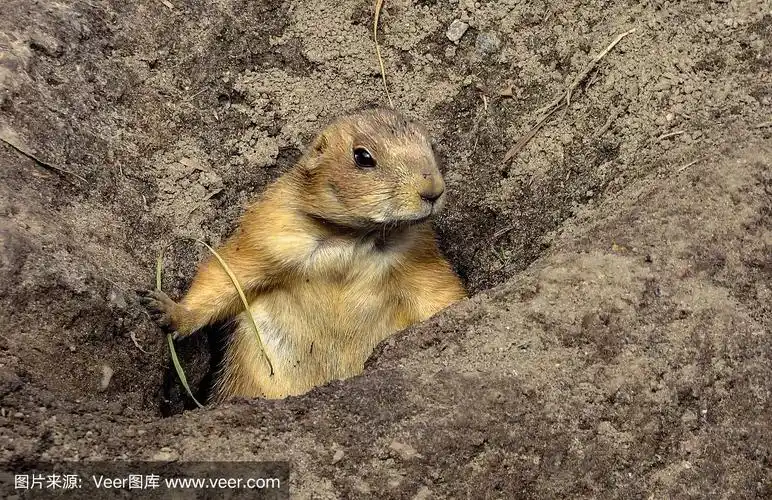 警觉的草原土拨鼠(cynomys属)在它们的巢穴洞附近