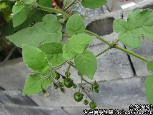 别名:白毛藤,毛风藤,排风藤.