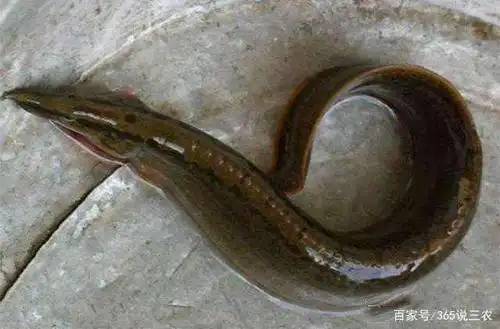 长得像泥鳅,背上还有刺的鱼是什么