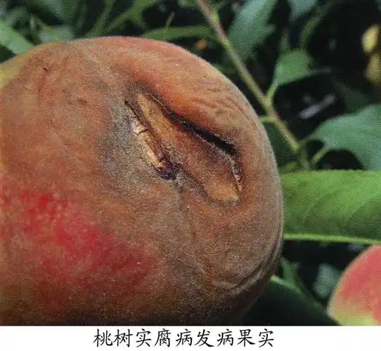 病斑初为褐色水渍状斑点,后迅速扩展,边缘变为褐色,果肉腐烂;后期病果