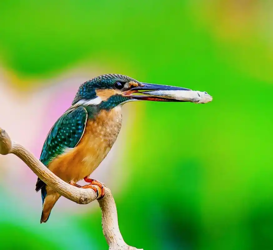 《题翠鸟图》止水微灆  锦衣泼彩潋眸娇,荷隙莲盘任漫遥. 赭 - 抖音