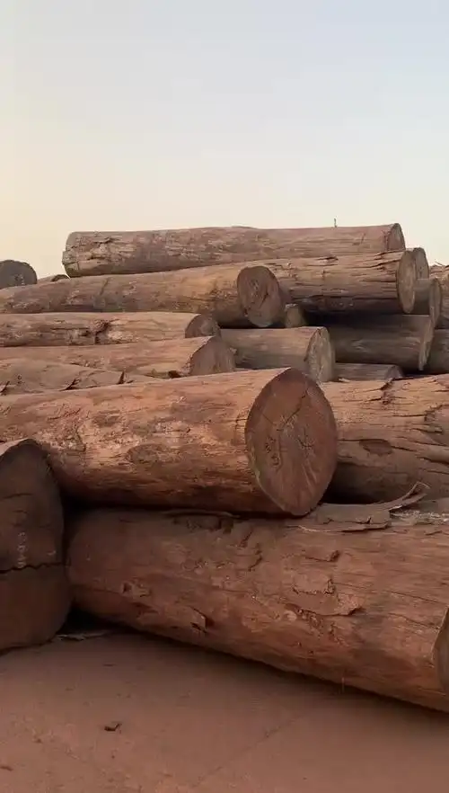 批发零售日本桧木 刺柏木 原木 可定尺加工 家具寿材古建筑防腐木