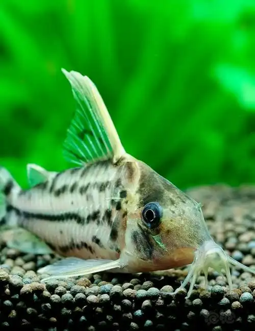 【鼠鱼】仆卡鼠鱼