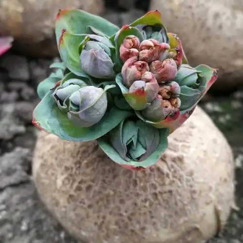 大戟玫瑰狼毒一物一拍稀有块根多肉植物室内多肉植物