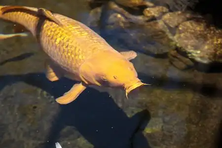 黑鲤鱼黑龙江野鲤锦鲤鱼照片