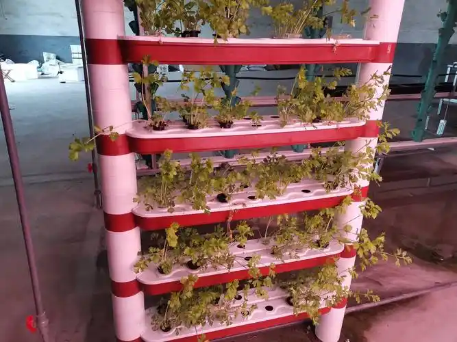 无土栽培设备绿色蔬菜的种植机器.