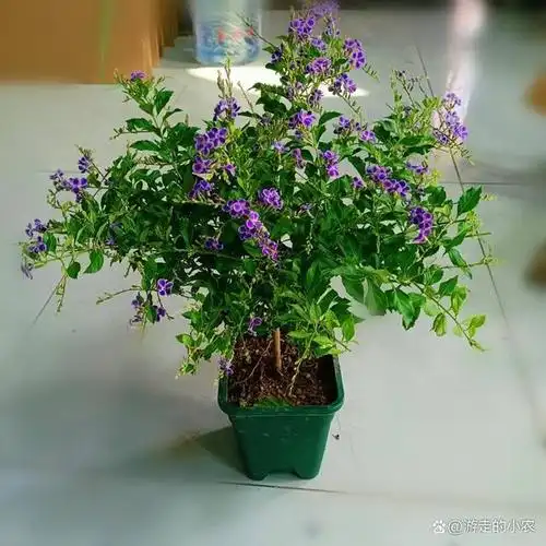 盆栽假连翘繁殖方法与养护技术措施