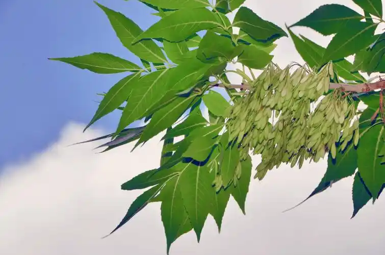 一切静谧而美好如白蜡树的叶子和种子原创摄影