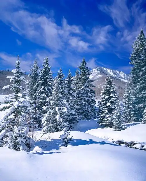 寒冷的冬天早晨在栗色钟盆地,阿斯彭公司图片下载